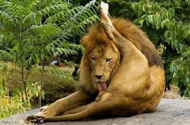 Ảnh vui sư tử lè lưỡi mlem troll bá đạo