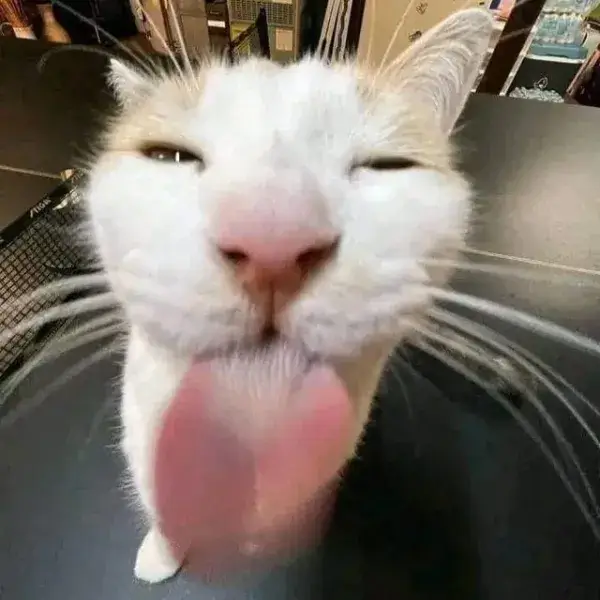 Hình chế mèo lè lưỡi cười khúc khích