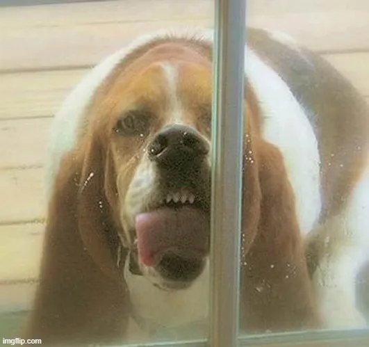 Meme chế biểu cảm mlem liếm troll vui