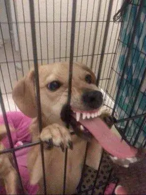 Meme hài liếm môi ngượng ngùng hài hước