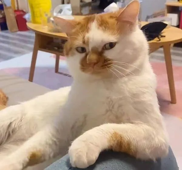 Hình troll ánh nhìn vừa tức vừa buồn cười