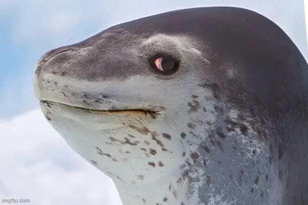 Hình chế liếc nhìn mang sự dè chừng