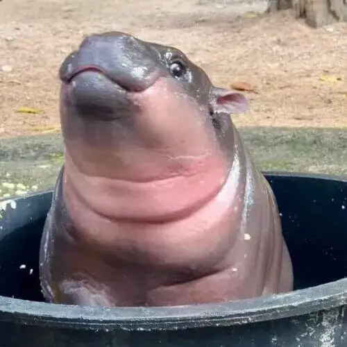 Hình troll ánh nhìn châm chọc rõ ràng