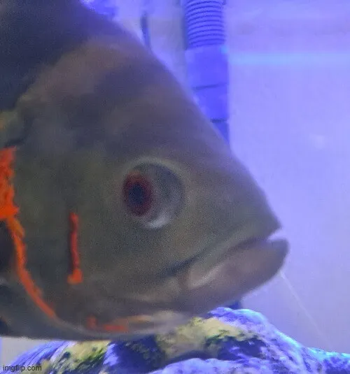 Ảnh chú cá troll cái nhìn cau có khó chịu