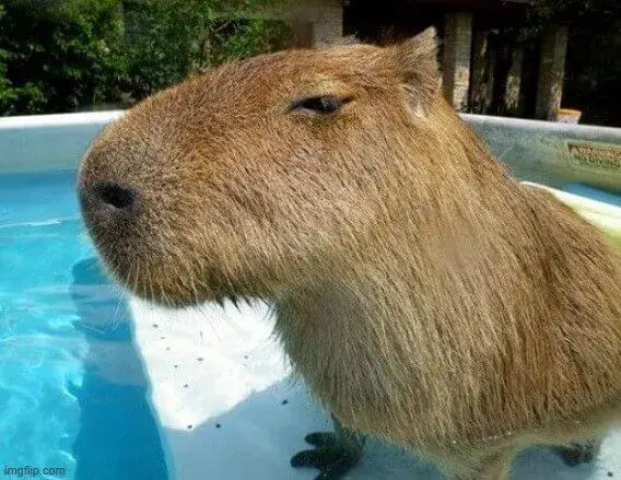 Hình troll Capybara với ánh mắt sắc bén khó lường