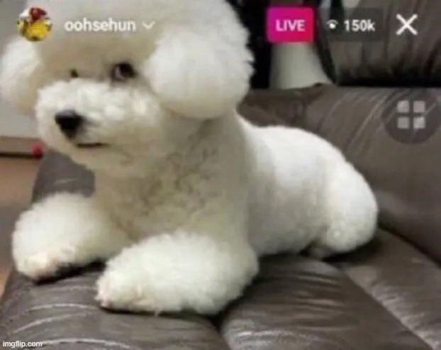 Hình chế ánh mắt chó trắng mệt mỏi bất lực