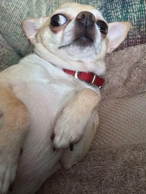 Meme chú chó lườm cái nhìn chứa đựng bực tức