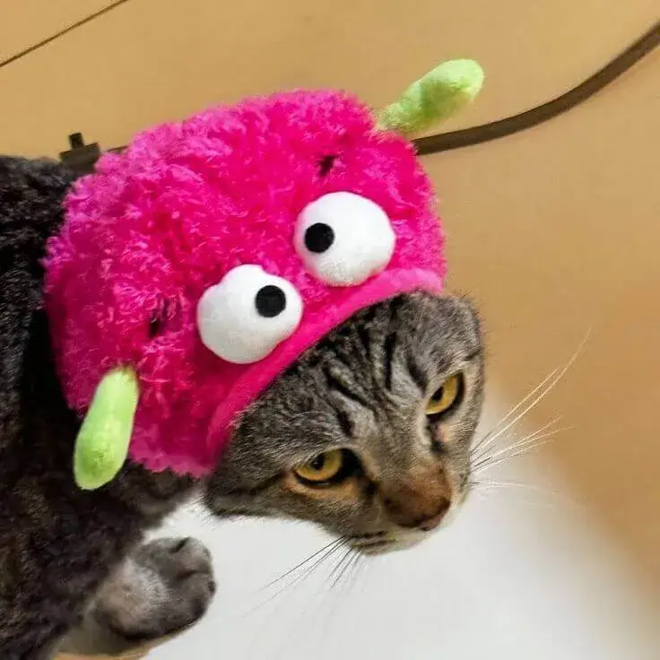 Meme hài ánh mắt gắt gỏng rõ rệt