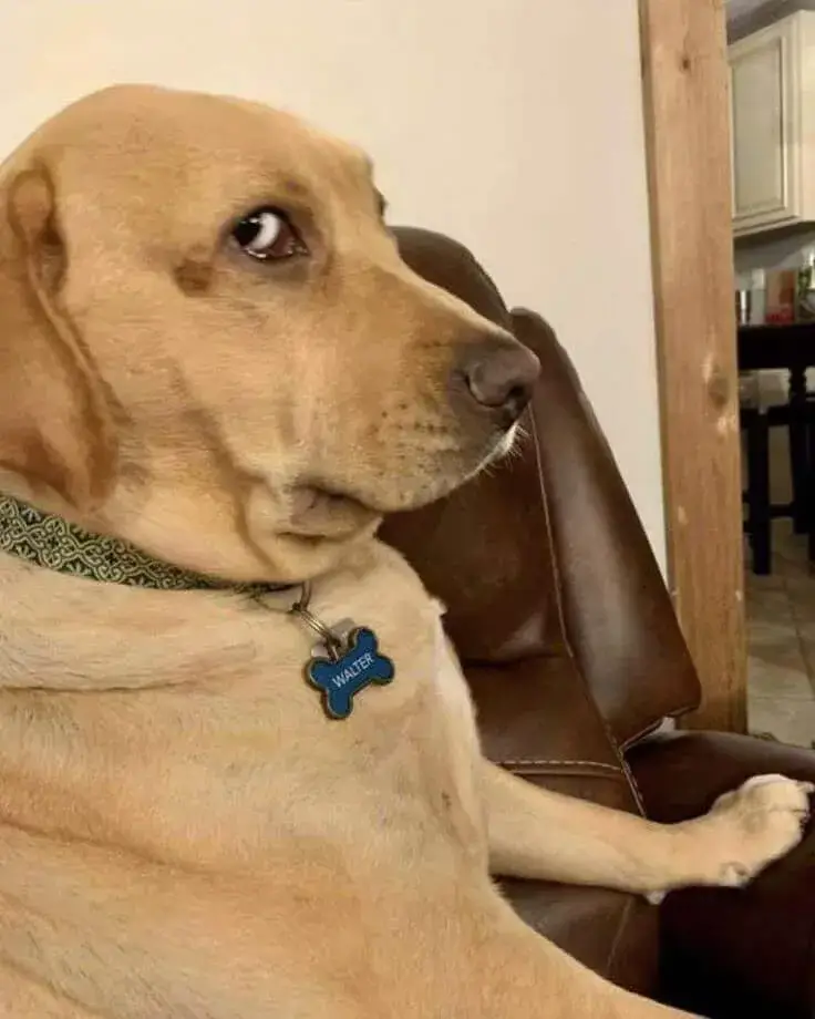 Ảnh chế ánh mắt bất mãn rất hài