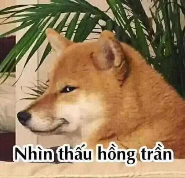 Meme liếc mắt thần thái kiêu kỳ rõ rệt