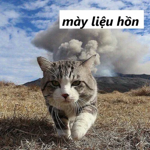 Ảnh vui “liệu hồn” kiểu dỗi nhẹ nhưng đáng yêu.