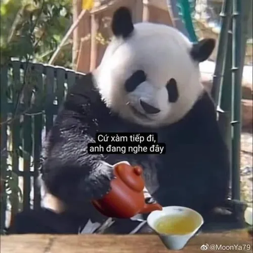 Hình troll gấu trúc hóng nhiều chuyện siêu hợp