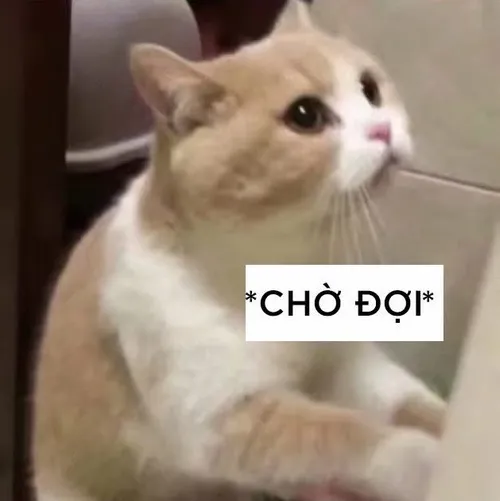 Meme chế mèo dáng ngồi hóng khẩu chiến siêu vui