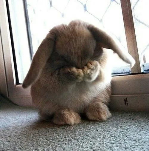 Meme xấu hổ biểu cảm chân thật cực dễ thương