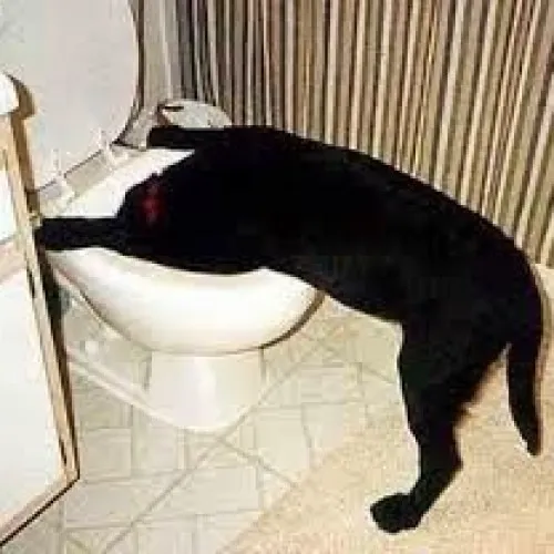 Nhìn loạt meme mèo ói này, đảm bảo bạn phải cười ói luôn