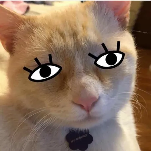 Hình chế gương mặt dễ thương kiểu “em hứa lần sau ngoan”