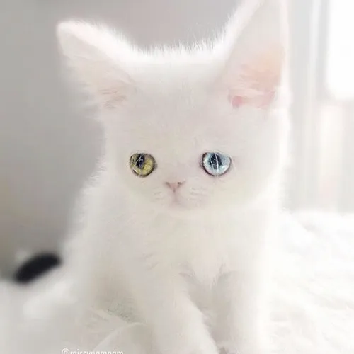 Ảnh chế gương mặt siêu dễ thương, kiểu xin xỏ vô hại