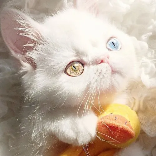 Ảnh troll gương mặt năn nỉ siêu cấp, ai mà nỡ từ chối