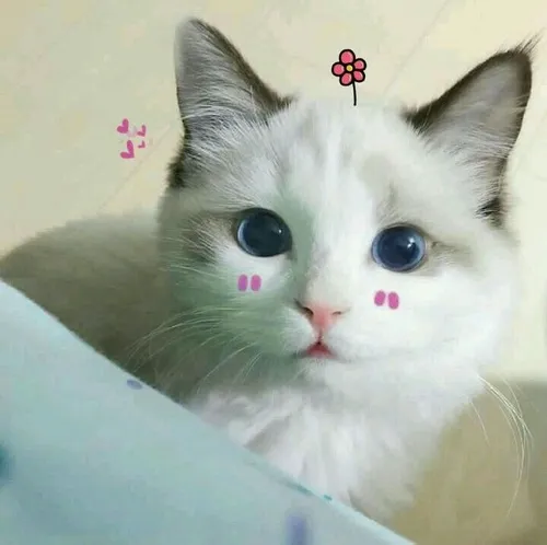 Meme chế gương mặt ngây thơ đến mức ai nhìn cũng mềm lòng