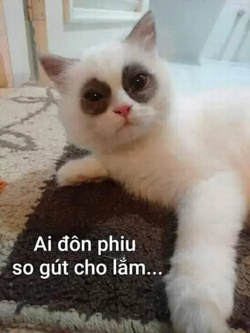 Hình chế thiếu ngủ mắt thâm như gấu trúc