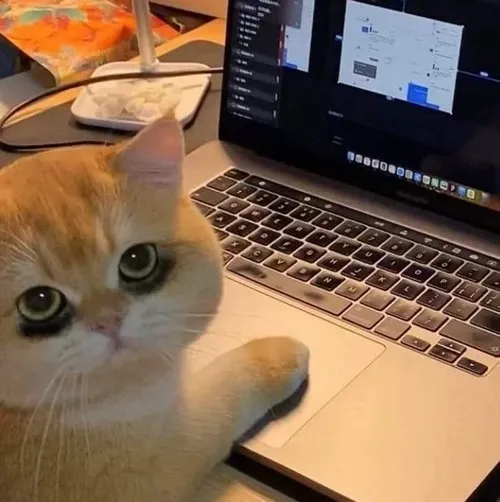 Meme chế mèo thức khuya mắt thâm quầng