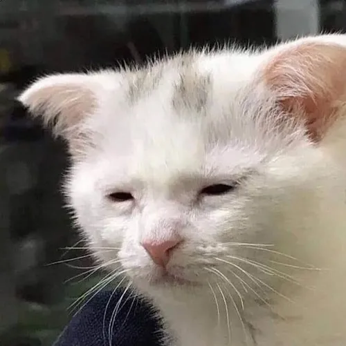 Ảnh vui mèo thiếu ngủ nên tâm trạng cũng lạc