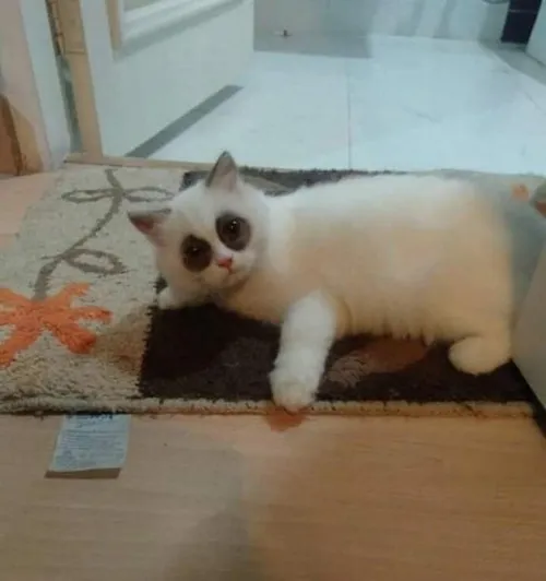 Hình chế khuôn mặt mèo mắt thâm mệt mỏi vì deadline