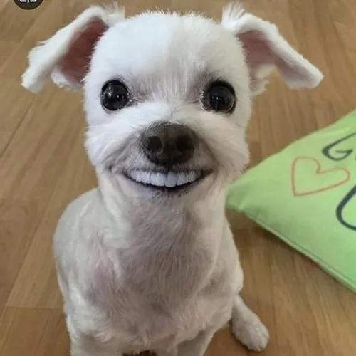 Meme chế chó mặt nghiêng nhẹ, ánh mắt hỏi “thiệt hả trời?”