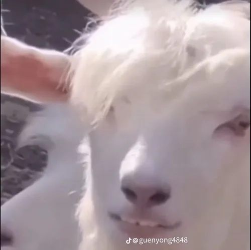 Meme thiểu năng mặt tròn ngây thơ, miệng mím kiểu sợ sệt