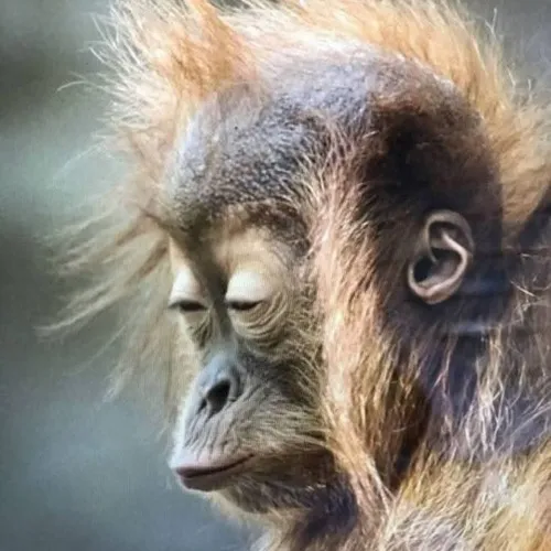 Meme hài khuôn mặt đờ đẫn nhưng đáng yêu không tưởng