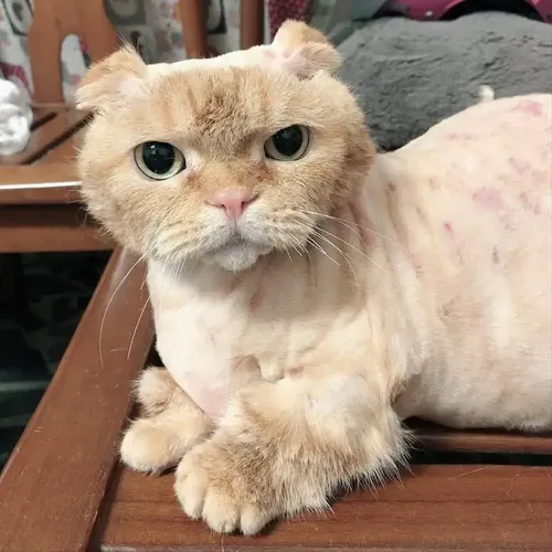 Khi sự đáng yêu đi kèm độ “bựa”, internet lại được phen dậy sóng với meme mèo