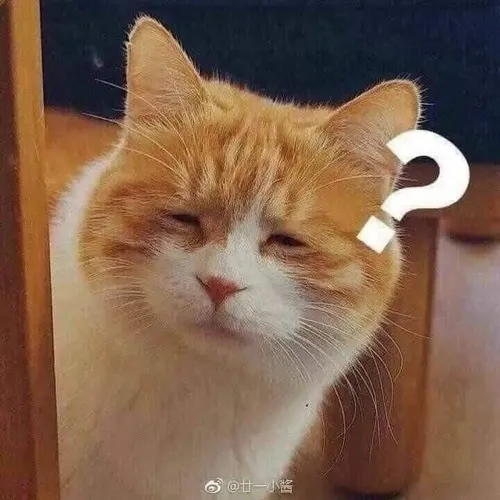 Mèo bựa – linh vật meme của Internet khiến ai cũng phải “chịu thua”