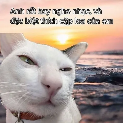 Meme mèo bựa biểu cảm gian manh khiến ai cũng cười.