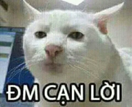 Ảnh chế mèo lầy troll người cực kỳ hài hước.