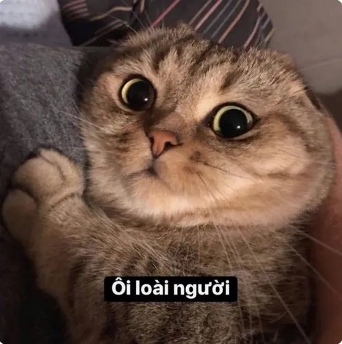 Hình chế vui boss bựa giả vờ ngủ trốn việc nhà.