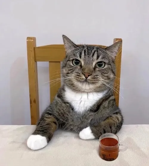 Ảnh chế mèo bựa làm mặt nghiêm túc kiểu “đừng giỡn với tôi”.