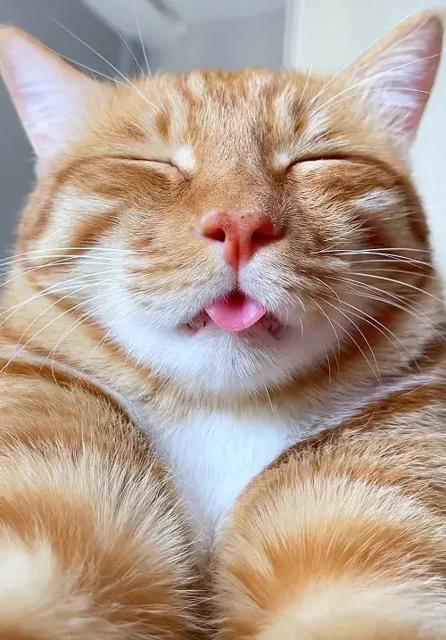 Khi boss mèo hóa thân thành “thánh troll”, loạt meme bựa cười ra nước mắt