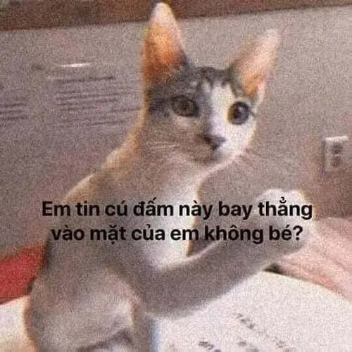 Lý do meme mèo bựa chiếm sóng TikTok, Facebook và cả hội nhóm thú cưng