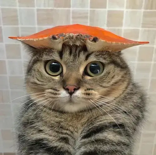 Hóa ra bí quyết tạo meme triệu view chính là biểu cảm mèo bựa này