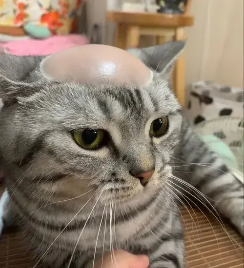 Bộ sưu tập meme mèo bựa đỉnh cao khiến dân mạng phải lưu ngay lập tức