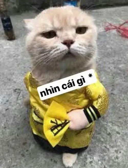 Những khoảnh khắc mèo bựa khiến ai xem cũng phải bật cười không kịp thở