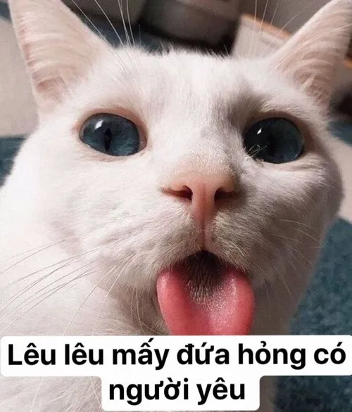 Meme mèo lè lưỡi lêu lêu chọc quê