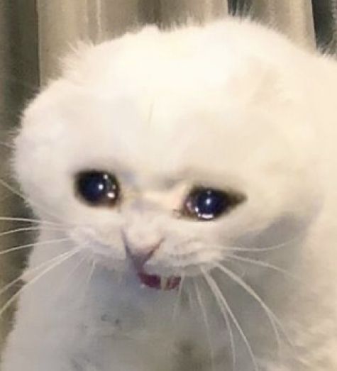 Meme mèo mếu máo khiến bạn bè bật cười thương