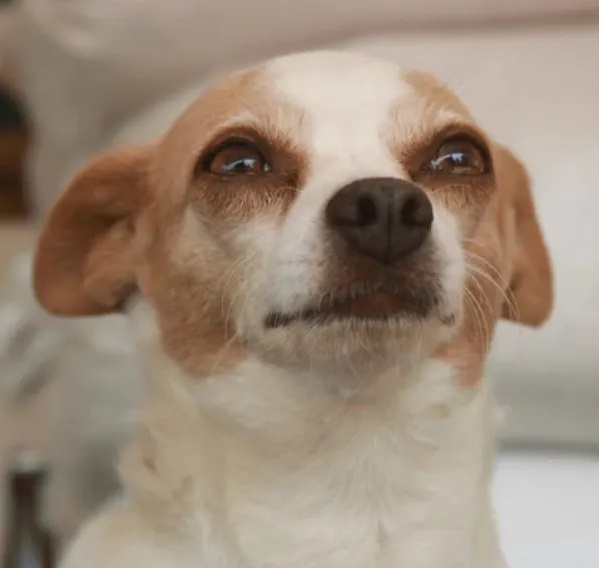 Ảnh hài chó con thể hiện nét đáng thương cực đỉnh