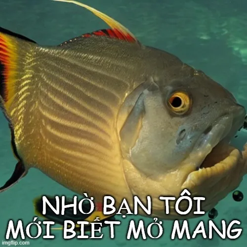 Meme mở mang đầu óc sau pha lú cực mạnh