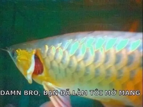 Hình troll khi ai đó vừa “giác ngộ” tri thức