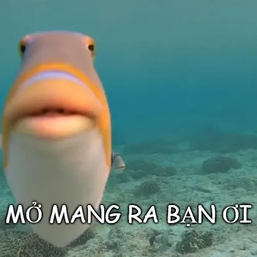 Meme mở mang tầm mắt giúp bạn nhìn đời sáng hơn