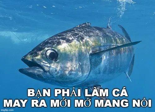 Bạn phải làm cá may ra mới mở mang được