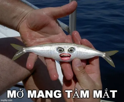 Meme đầu thai thành cá thì mới có thể mở mang được
