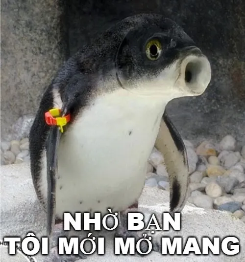 Meme mở não cho hội IQ đang sụt giảm